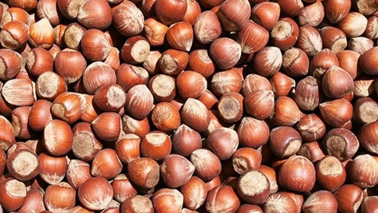 2026-2027 sezonunda Türkiye'nin tahmini fındık üretimi 810 bin ton olacak