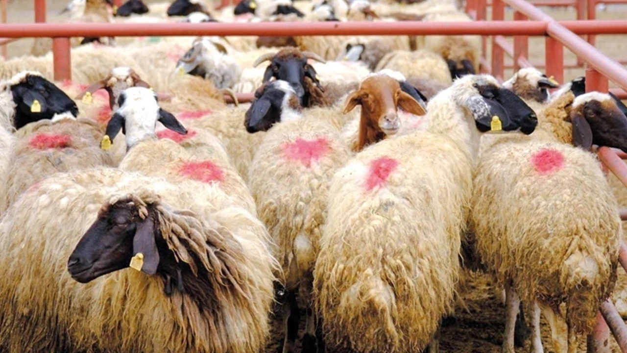 2026 Kurban Bayramı yaklaşırken il il tahmini kurbanlık fiyatları netleşti