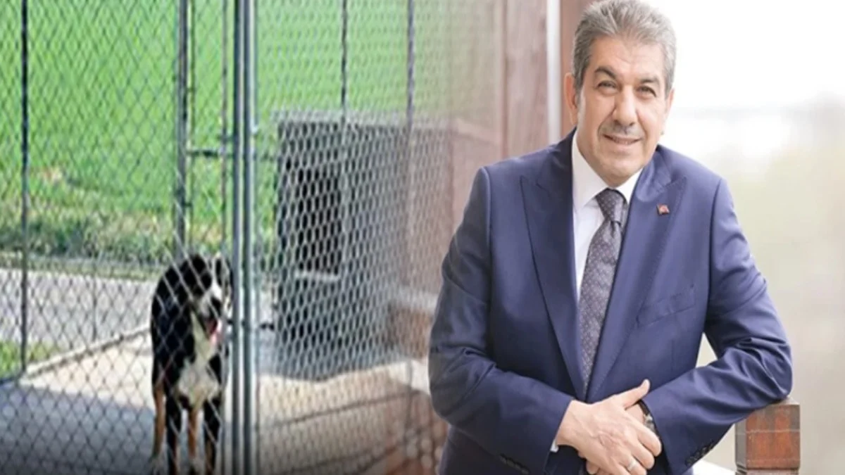 Alibaba 1900 lira, Tevfikbaba'da 151 bin lira! AKP'li belediye köpeklere villa mı alıyor?