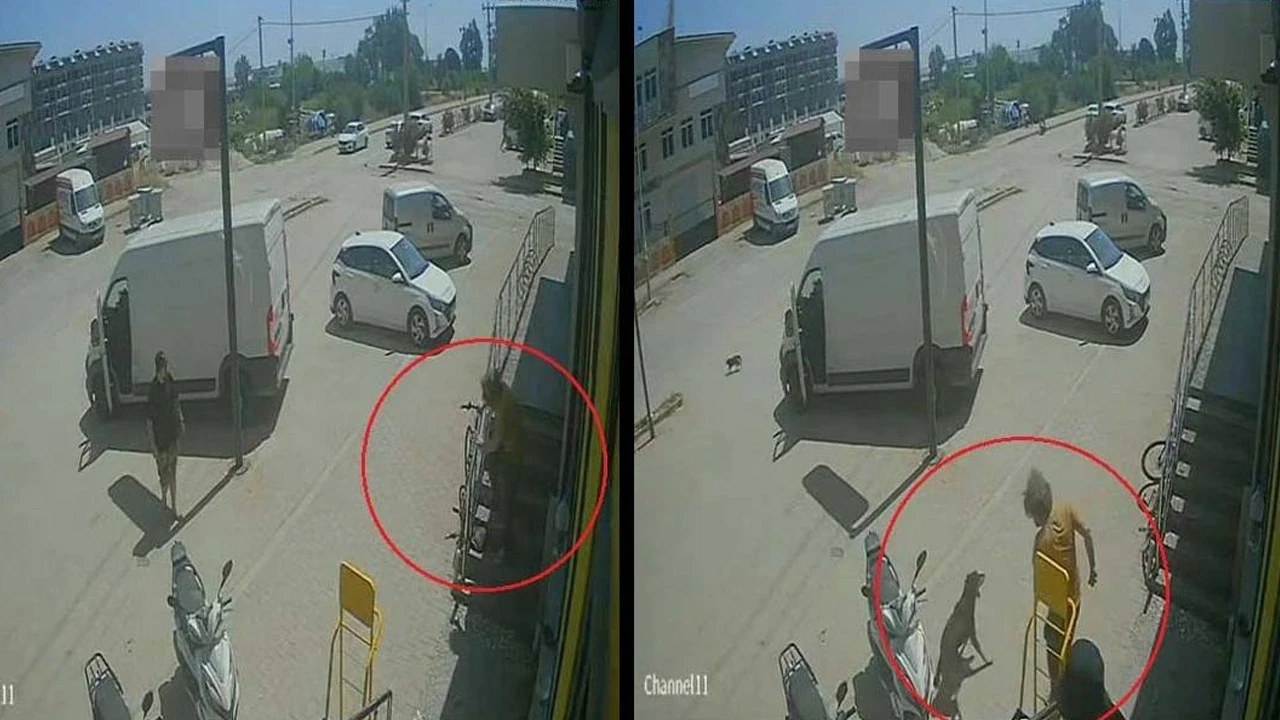 Antalya'da hayvana şiddet deport getirdi