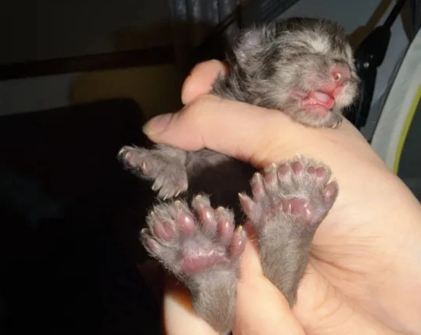 Say say bitmedi: 29 parmaklı kedi koca patileriyle dünya rekoru kırdı!