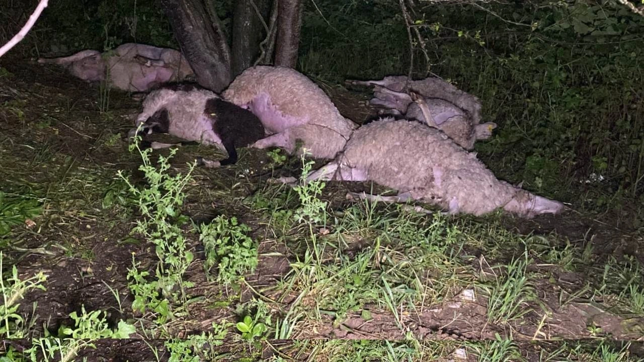 Bursa'da yıldırım düştü! 6 koyun öldü