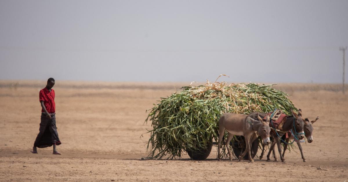 Büyük Afrika Boynuzu projesi neden yeniden gündeme geldi?