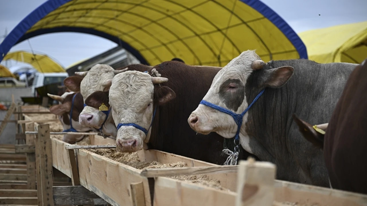 Büyükbaş, küçükbaş kurbanlık fiyatları ne kadar? 2026 Kurbanlık fiyatları son durum