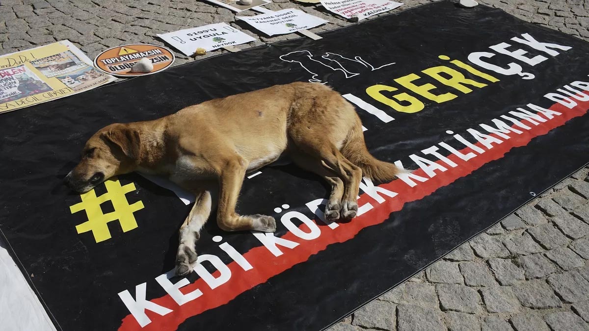 Çeşme'deki Hayvan Rehabilitasyon Merkezi'nde ölen köpekle ilgili idari soruşturma