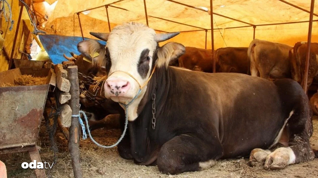 Et ve Süt Kurumu'nun kurbanlık alım fiyatları belli oldu