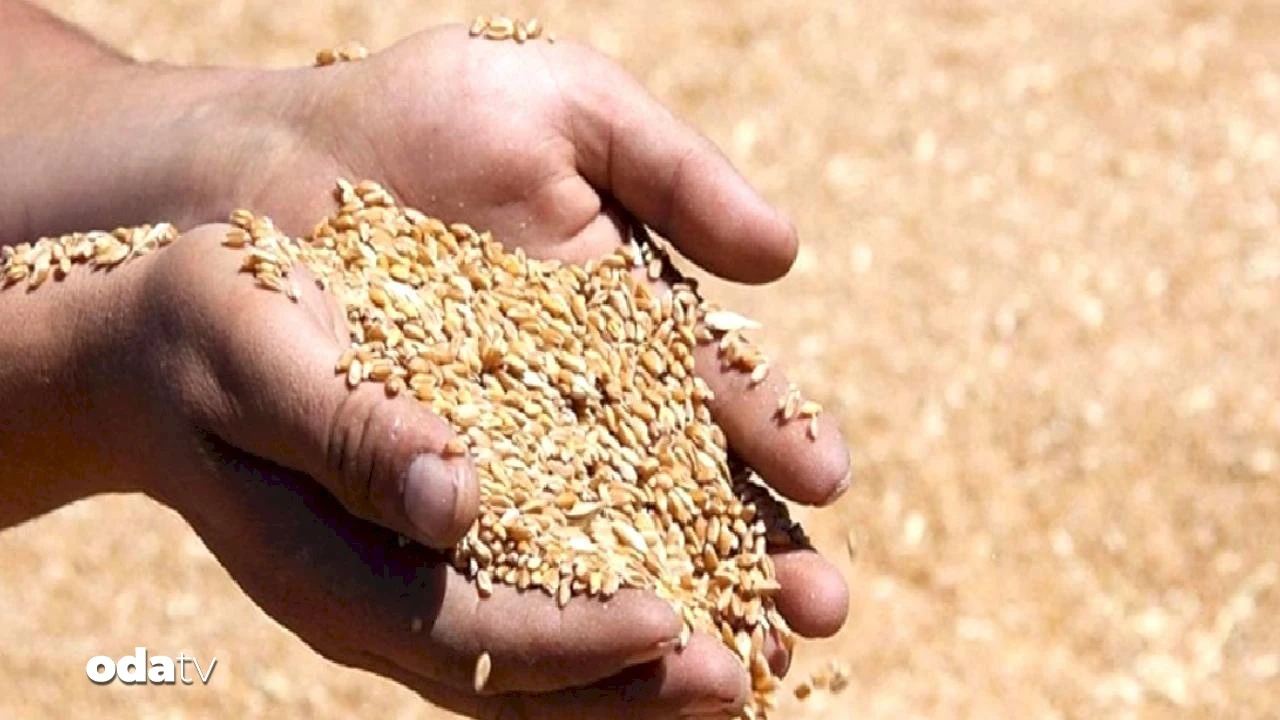 Hasat başladı: TMO hububat fiyatlarını açıkladı
