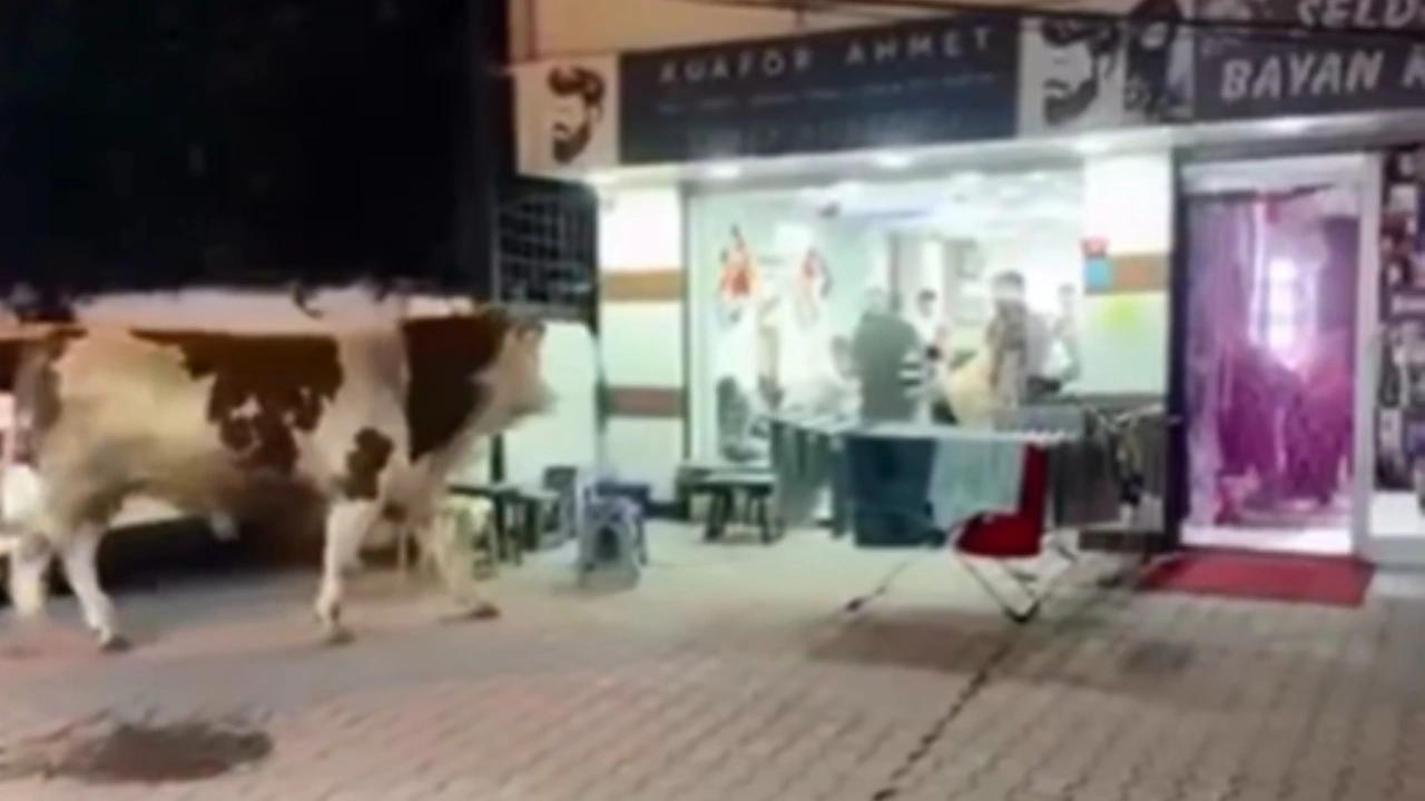 Kaçan kurbanlık kuaföre daldı! Kovboy gibi kement attı olmadı