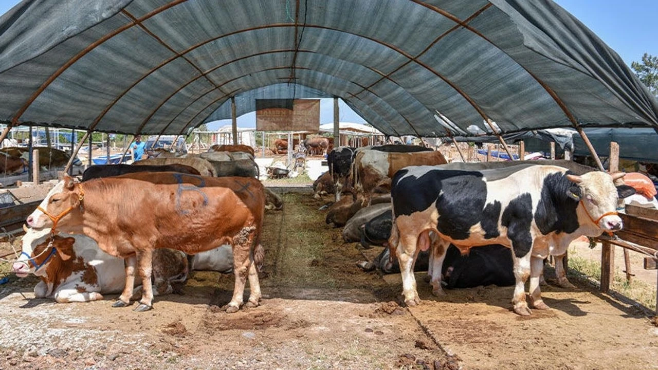 Kurban pazarında satışlar beklentinin altında kaldı