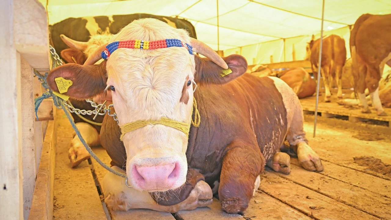 Kurbanlık sevkiyatlarında düşüş durdu, fiyat yüzde 33,3 arttı