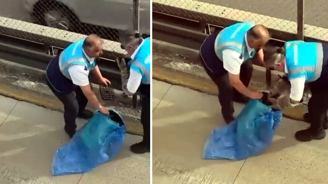 Metrobüs yolundaki bariyerlere giren kedi kurtarıldı