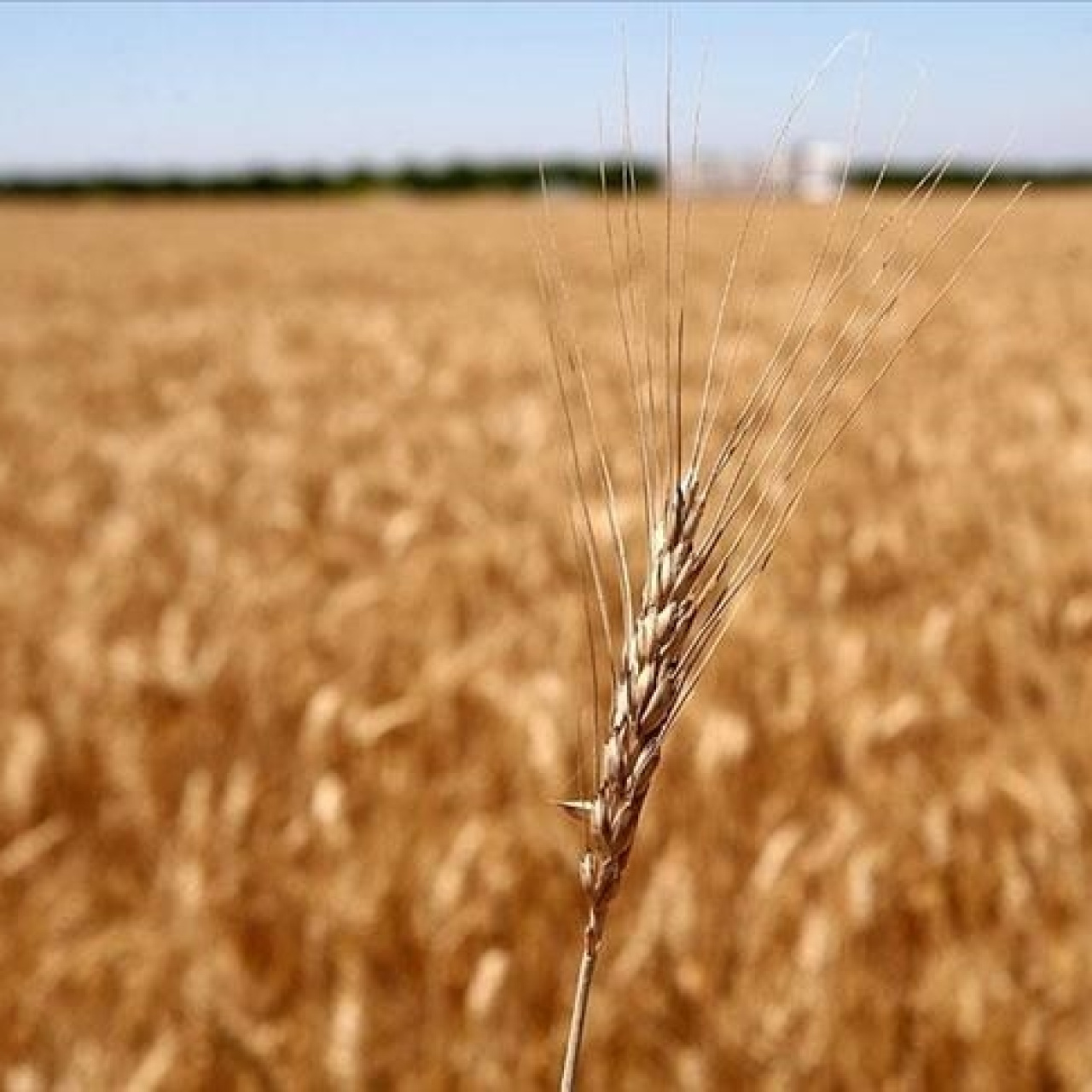 Rusya 60 milyon ton tahıl ihracatı hedefliyor