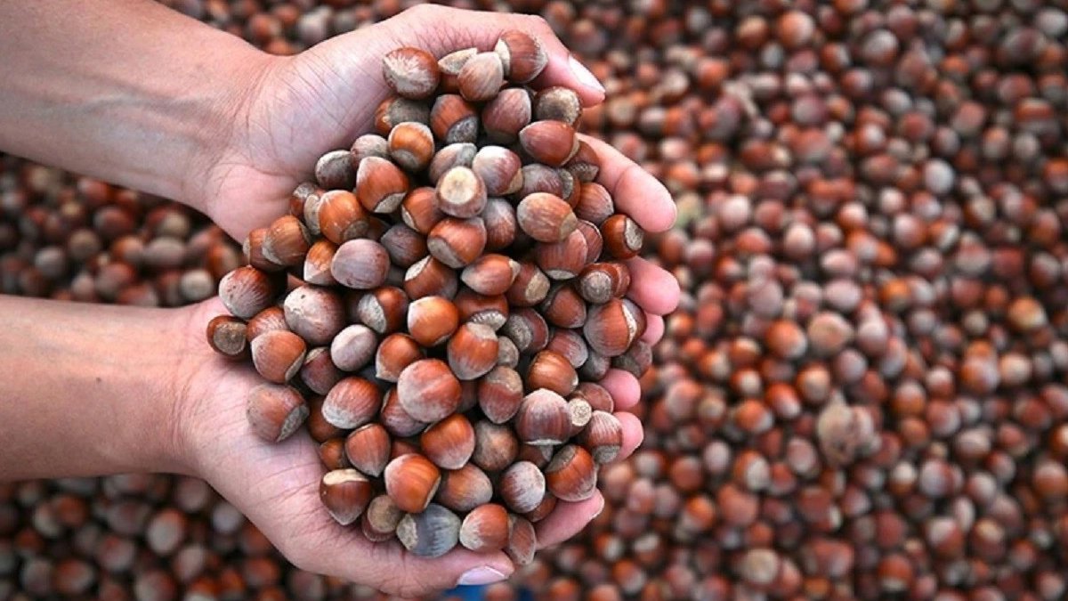 Ulusal Fındık Konseyi Başkanı Cem Şenocak: Düz ovalarda 1,5 dolar seviyesinde olan üretim maliyetinin