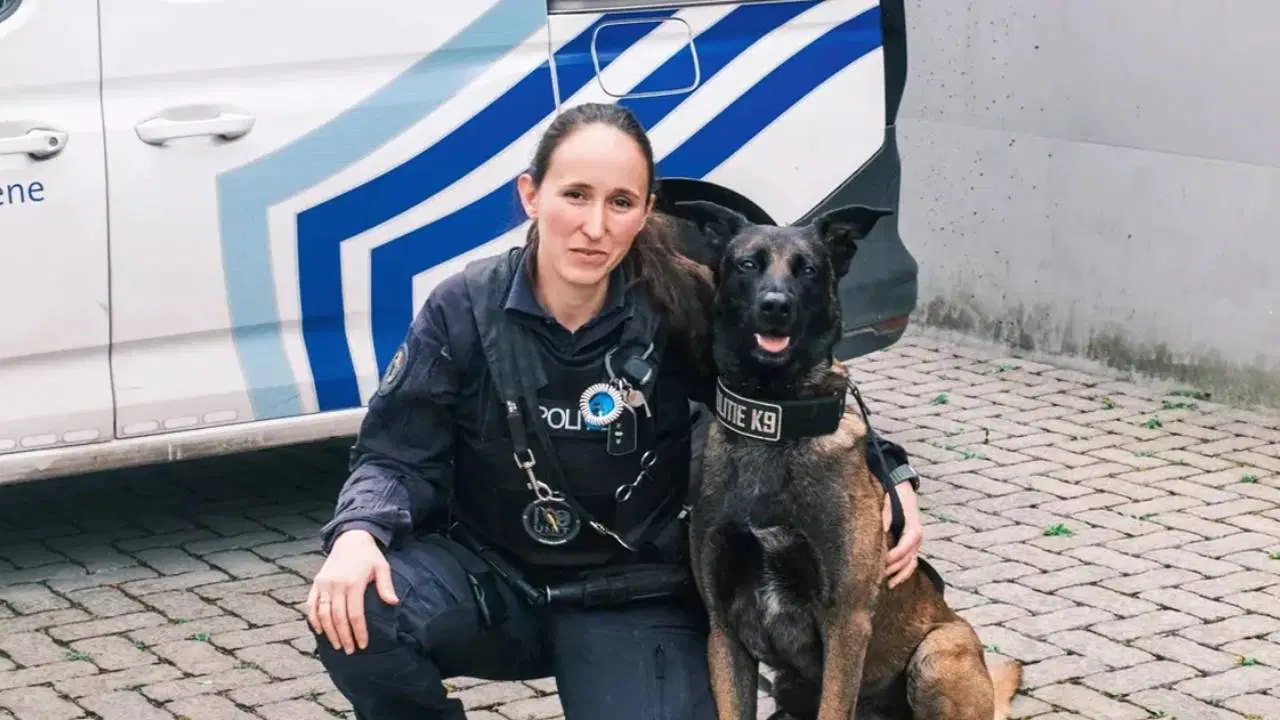 Zilha söylediği bir şarkıda "Yavaş gel yavaş/ Şamama kim, sen kimsin?/ Haddini bil Karabaş" der zaten